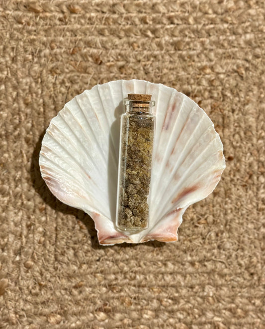 Encens de Benjoin - 12g & Coquille Saint-Jacques Naturelle